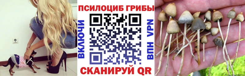 Галлюциногенные грибы Psilocybine cubensis  закладки  hydra ТОР  Мосальск 